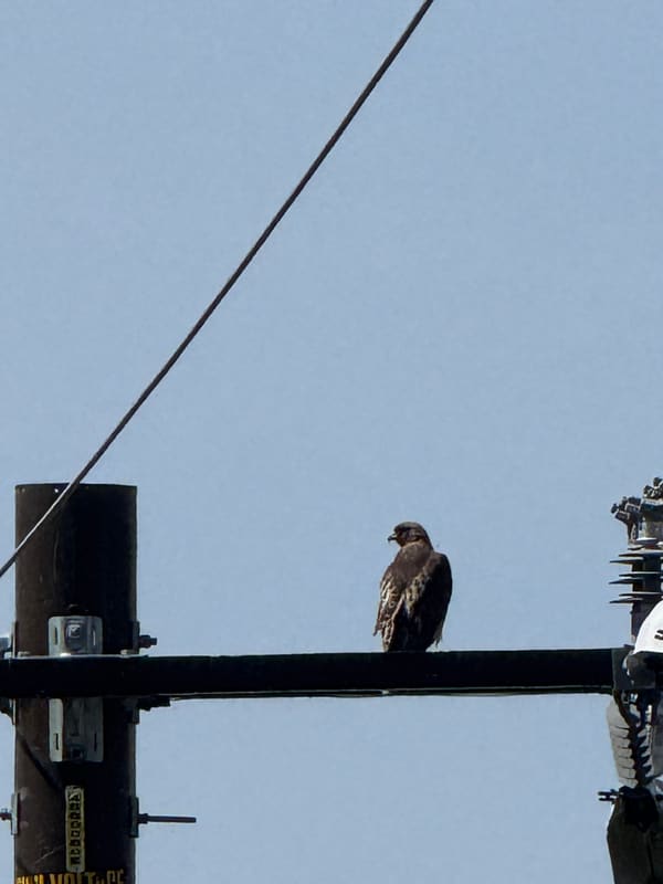 Red-tailed Hawk photographed by Mark Curtis