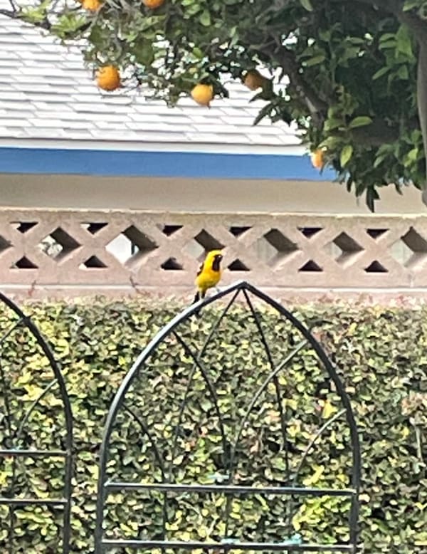 Hooded Oriole photographed by Mark Curtis