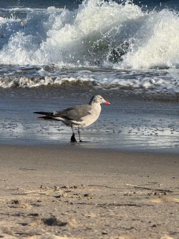 Heermann's Gull photographed by Mark Curtis