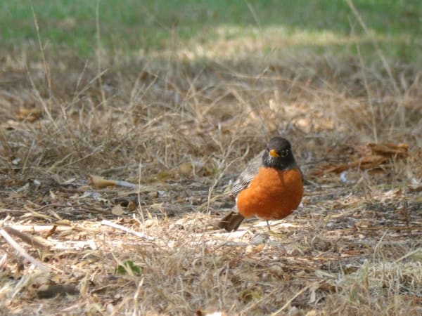 American Robin photographed by Mark Curtis