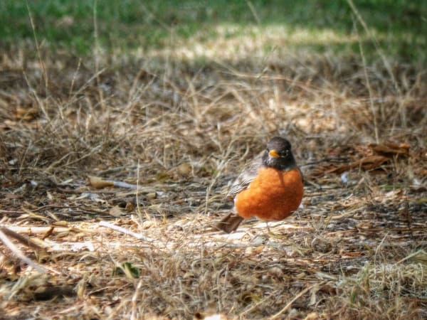 American Robin photographed by Mark Curtis