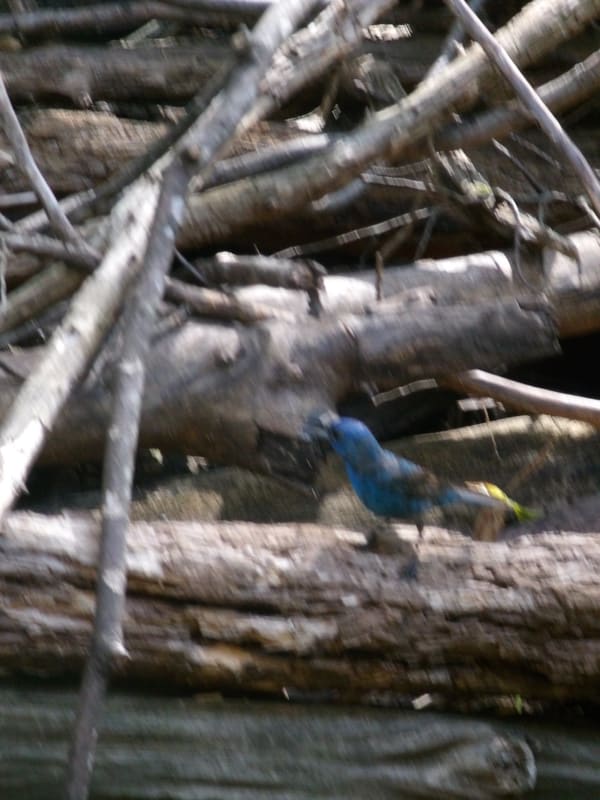 Indigo Bunting photographed by Mark Curtis