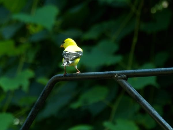 American Goldfinch photographed by Mark Curtis