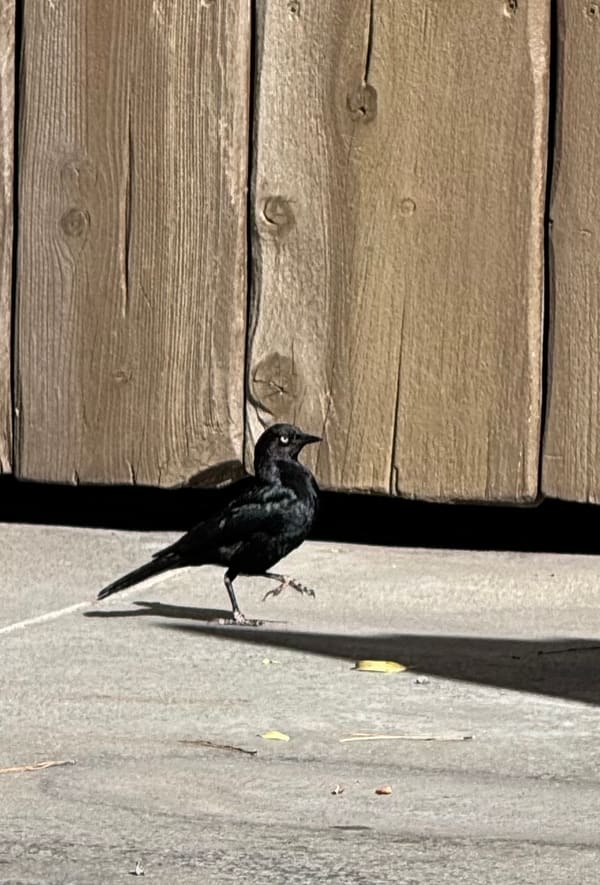 Brewer's Blackbird photographed by Mark Curtis