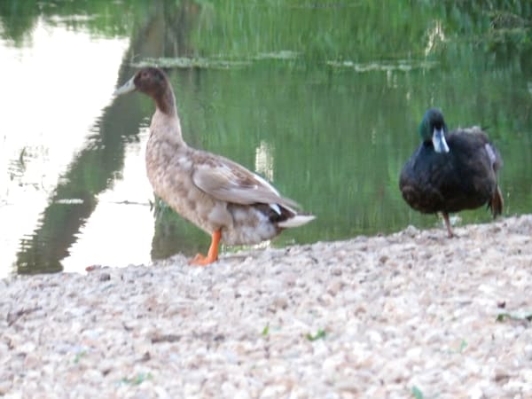 Mallard photographed by Mark Curtis
