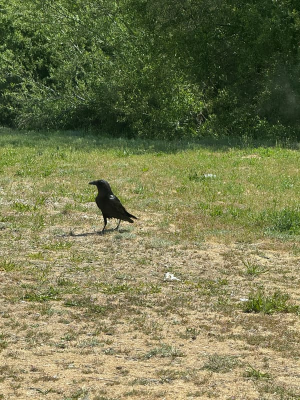 Common Raven photographed by Mark Curtis