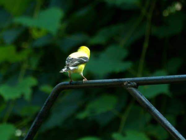 American Goldfinch photographed by Mark Curtis