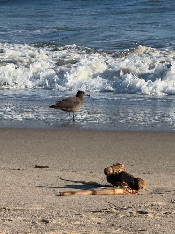 Heermann's Gull photographed by Mark Curtis