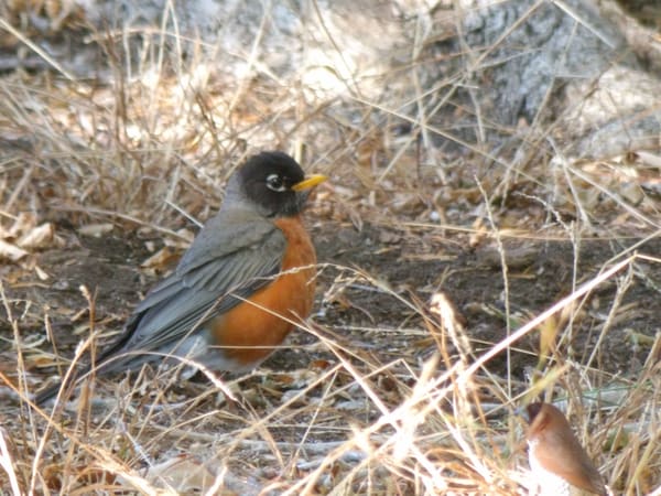 American Robin photographed by Mark Curtis