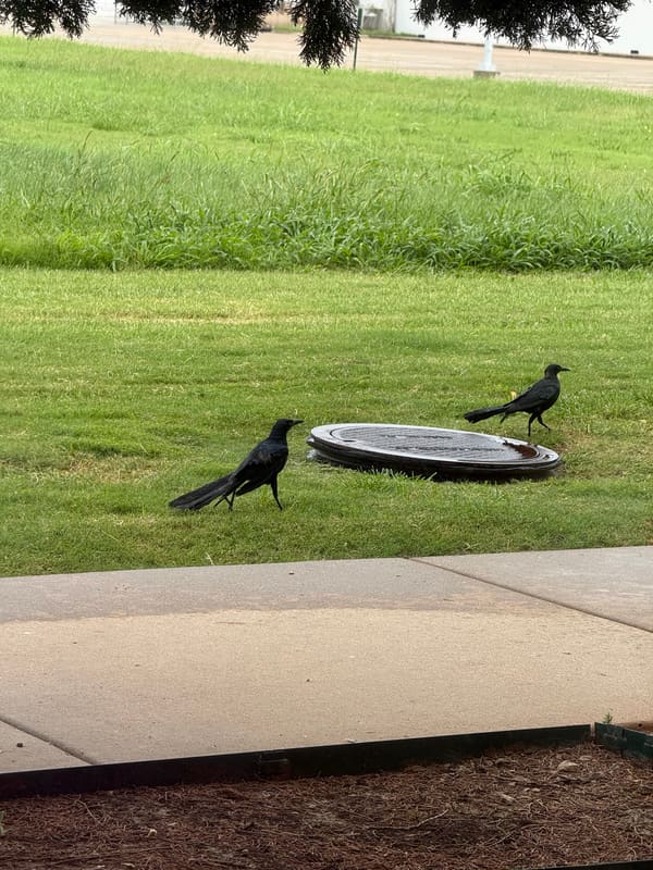 Great-tailed Grackle photographed by Mark Curtis