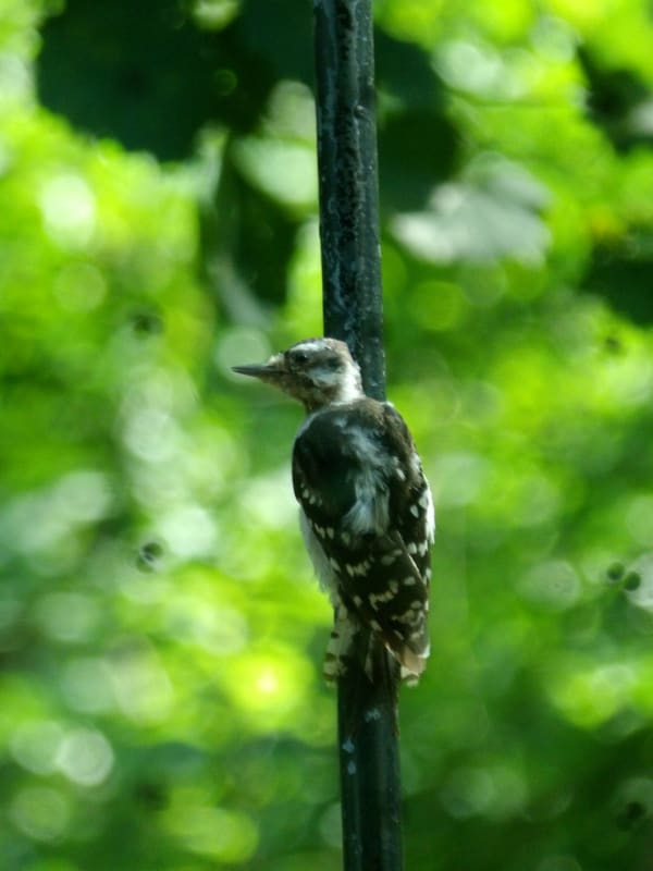 Downy Woodpecker photographed by Mark Curtis
