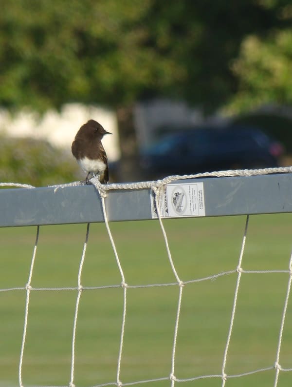 Black Phoebe photographed by Mark Curtis