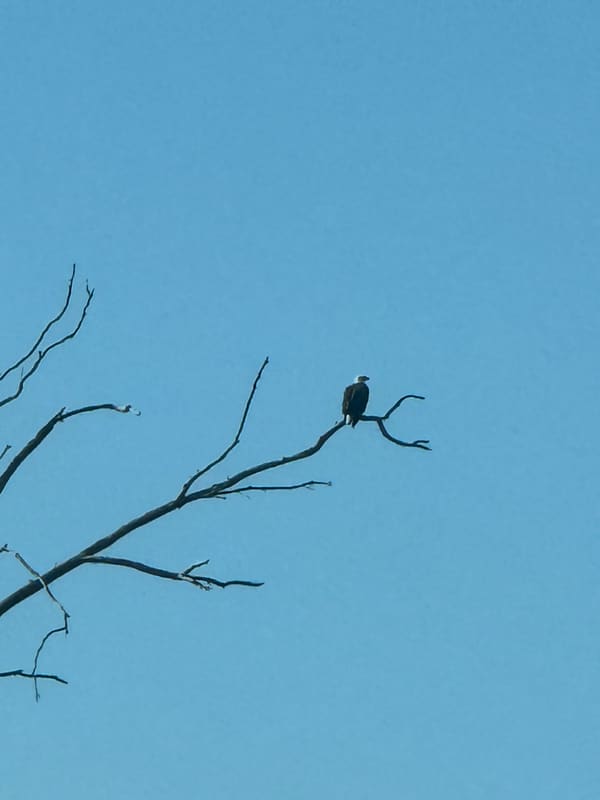 Bald Eagle photographed by Mark Curtis