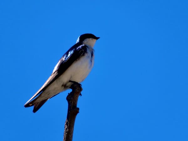 Tree Swallow photographed by Mark Curtis