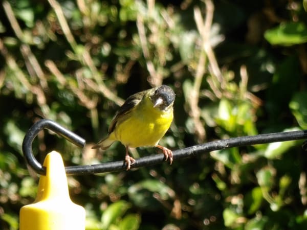 Lesser Goldfinch photographed by Mark Curtis