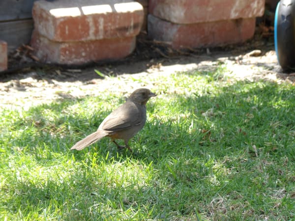 California Towhee photographed by Mark Curtis