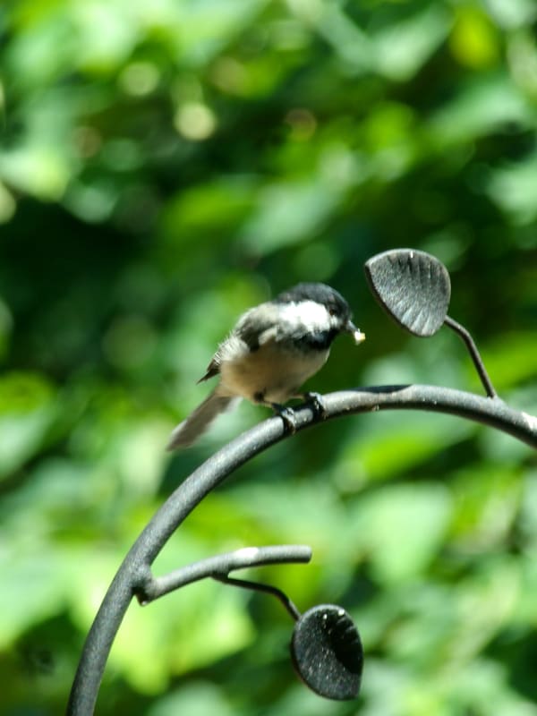 Carolina Chickadee photographed by Mark Curtis