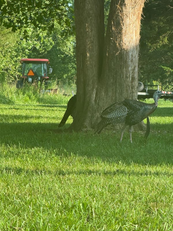 Wild Turkey photographed by Mark Curtis
