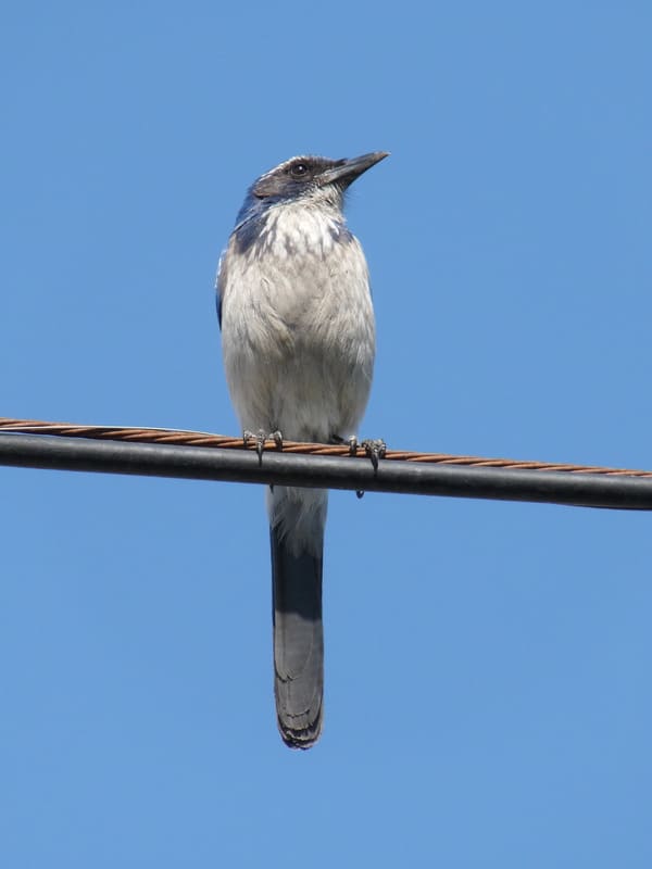 California Scrub Jay photographed by Mark Curtis