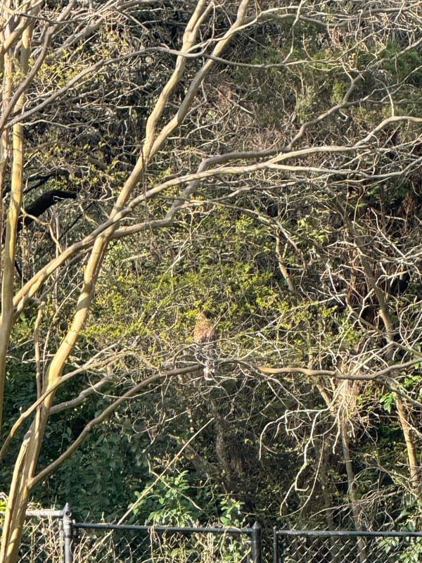 Red-shouldered Hawk photographed by Mark Curtis