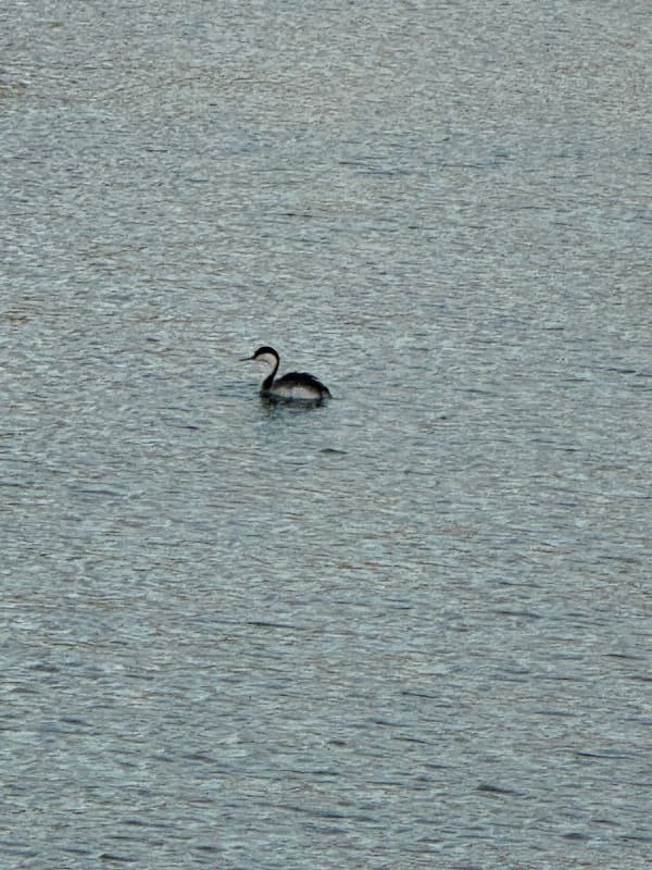 Western Grebe photographed by Mark Curtis