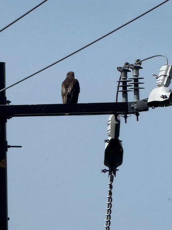 Red-tailed Hawk photographed by Mark Curtis