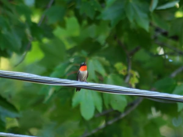 Ruby-throated Hummingbird photographed by Mark Curtis