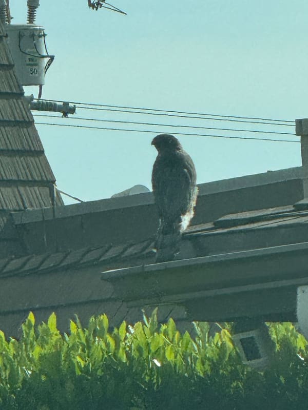 Cooper's Hawk photographed by Mark Curtis