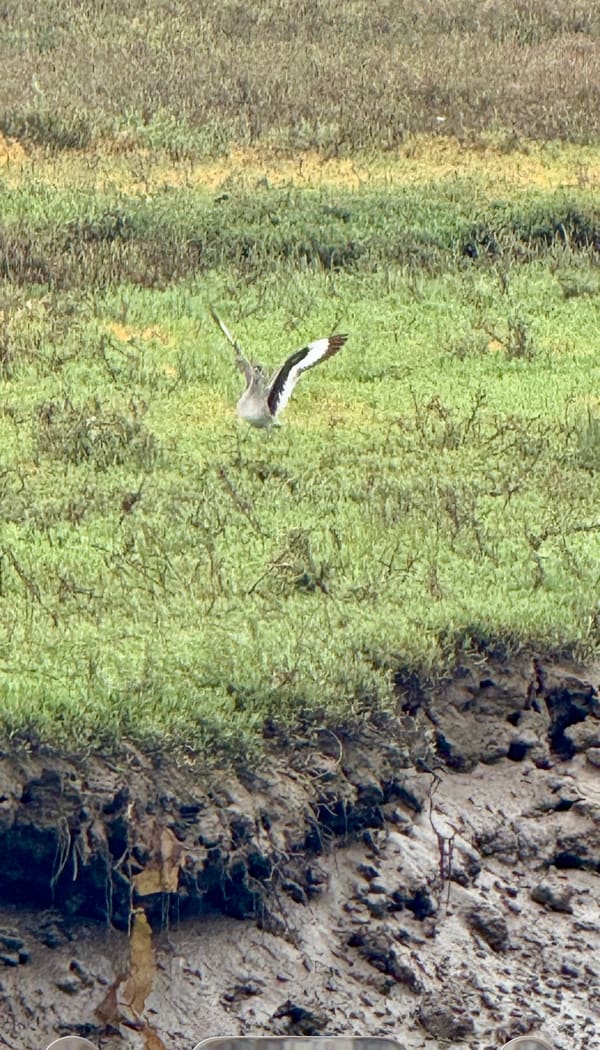 Willet photographed by Mark Curtis