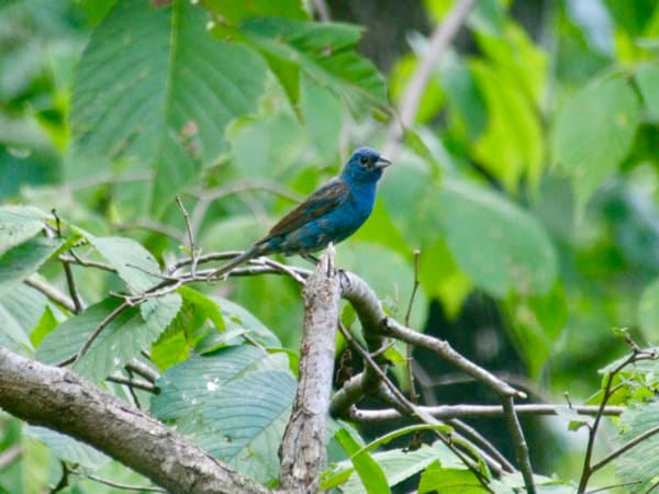Indigo Bunting photographed by Mark Curtis