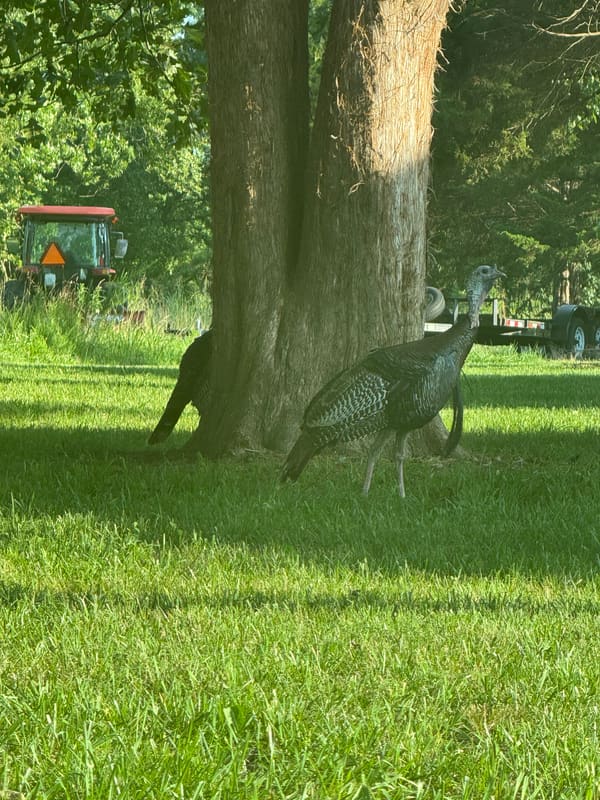 Wild Turkey photographed by Mark Curtis