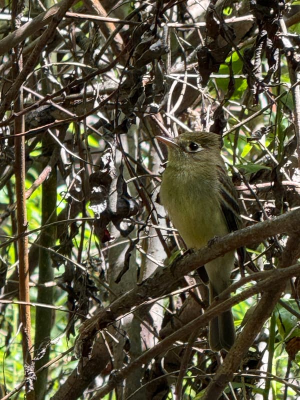 Western Flycatcher photographed by Mark Curtis