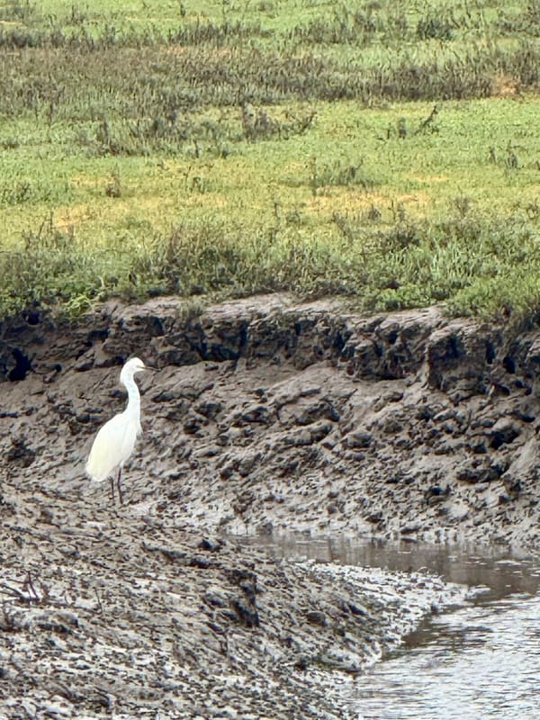 Snowy Egret photographed by Mark Curtis