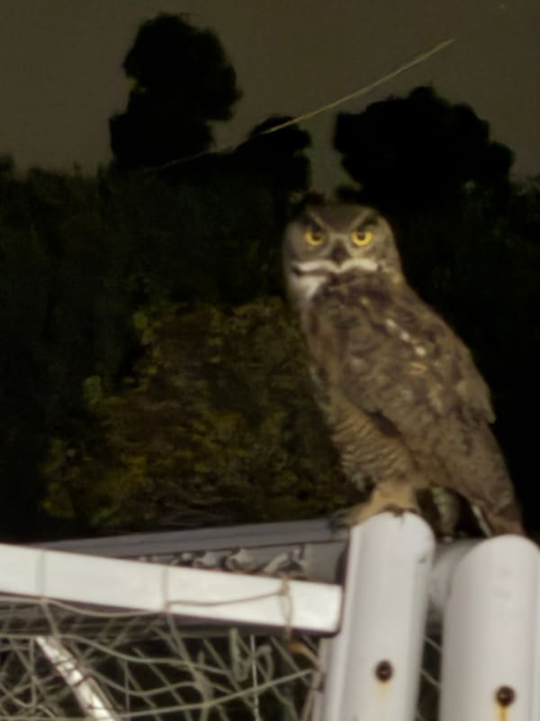Great Horned Owl photographed by Mark Curtis