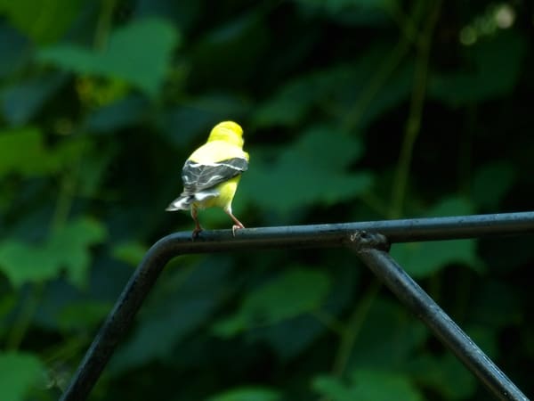 American Goldfinch photographed by Mark Curtis