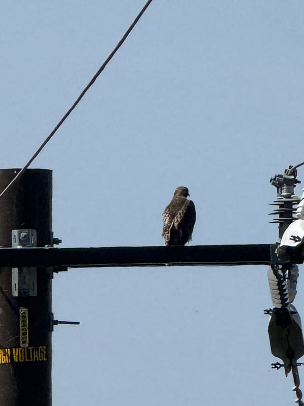 Red-tailed Hawk photographed by Mark Curtis