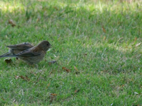 Dark-eyed Junco photographed by Mark Curtis