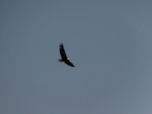 Bald Eagle photographed by Mark Curtis