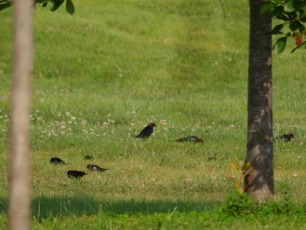 Brown-headed Cowbird photographed by Mark Curtis
