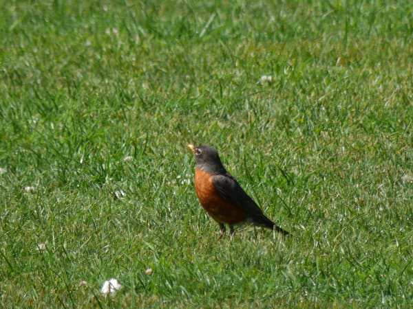 American Robin photographed by Mark Curtis