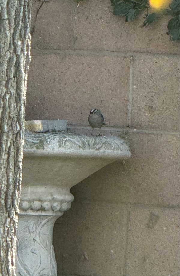White-crowned Sparrow photographed by Mark Curtis