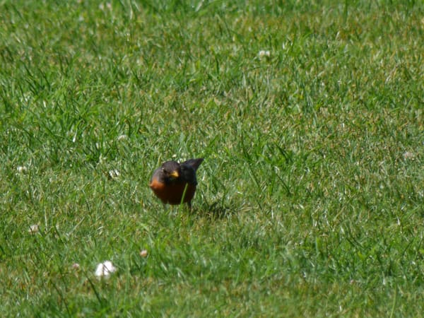 American Robin photographed by Mark Curtis