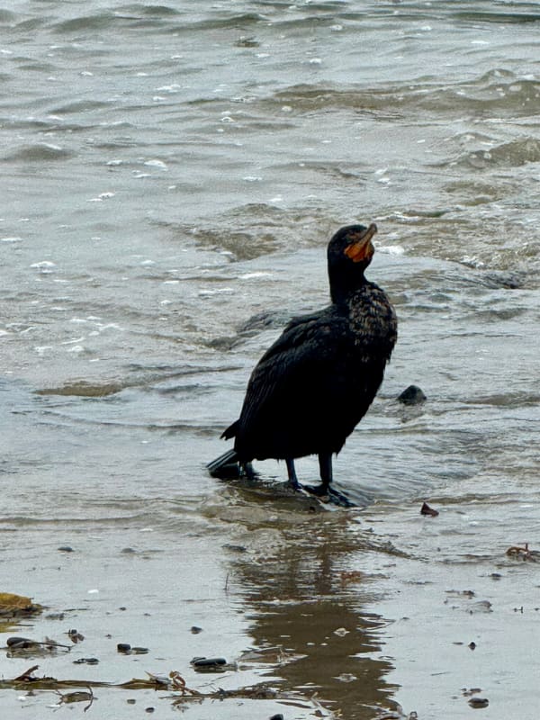 Double-crested Cormorant photographed by Mark Curtis
