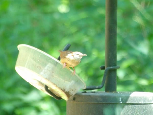 Carolina Wren photographed by Mark Curtis