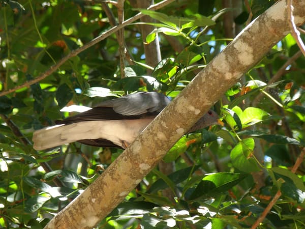 Band-tailed Pigeon photographed by Mark Curtis