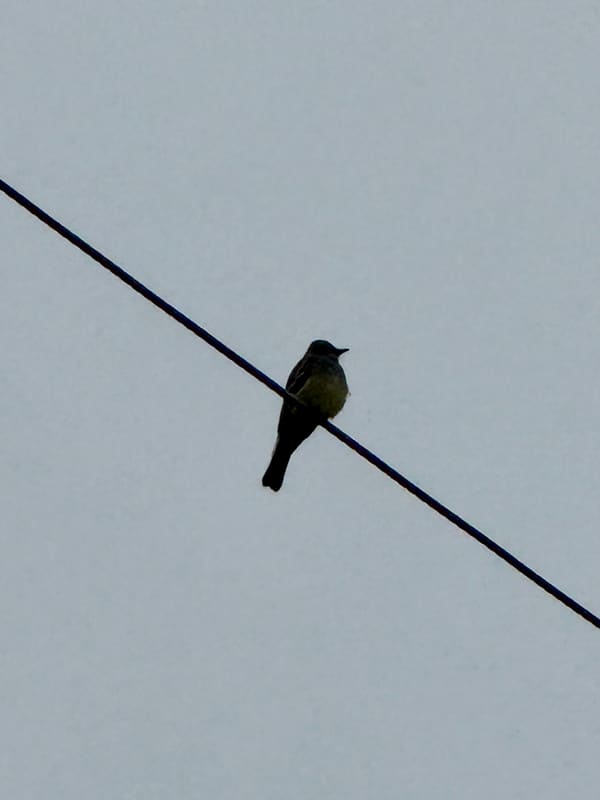 Cassin's Kingbird photographed by Mark Curtis