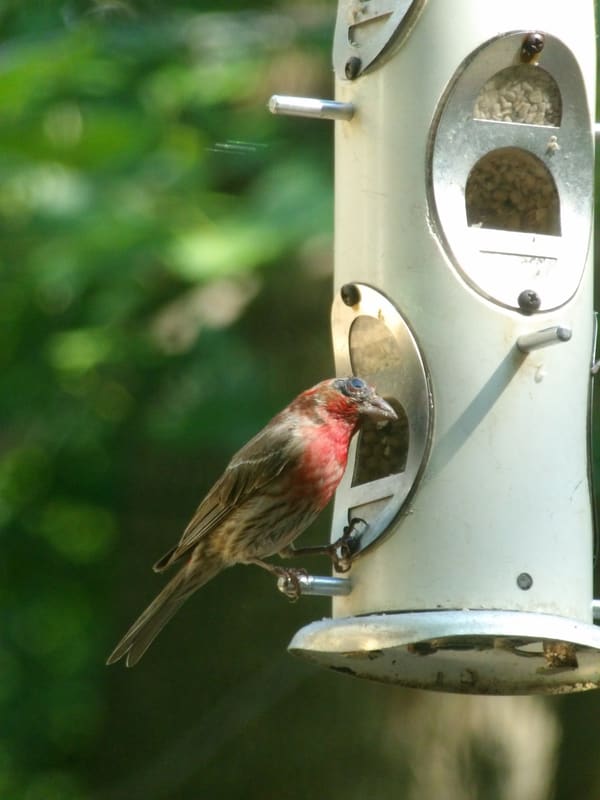 House Finch photographed by Mark Curtis
