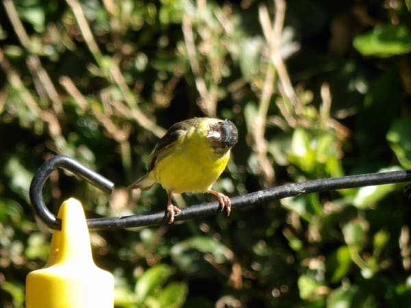 Lesser Goldfinch photographed by Mark Curtis