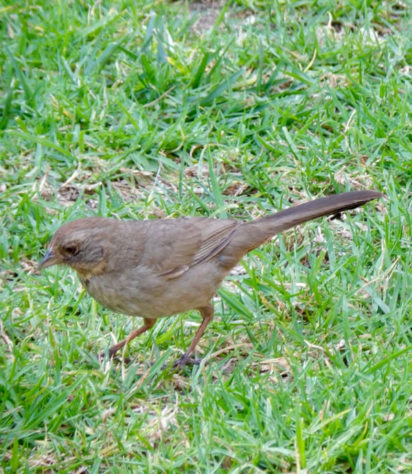 California Towhee photographed by Mark Curtis