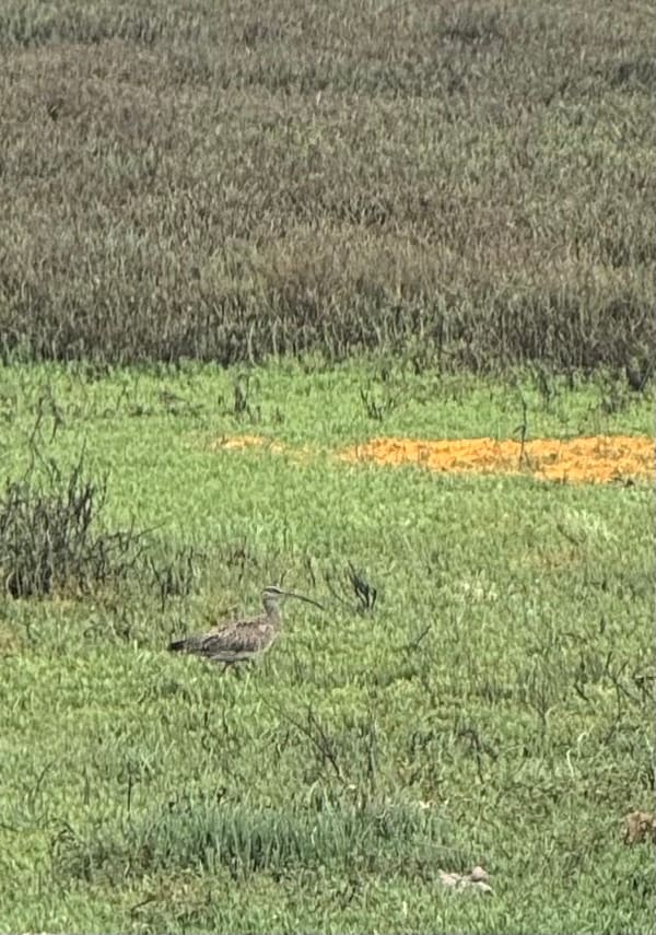 Hudsonian Whimbrel photographed by Mark Curtis